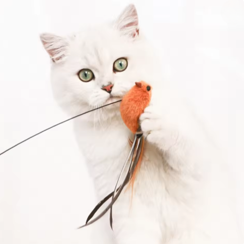 ぴょんぴょん羽ねこじゃらし